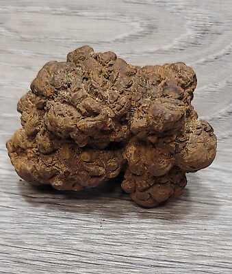 #ad Washington State Coprolite Genuine Fossilized Feces Poop Dung FREE Bonus Piece $14.79