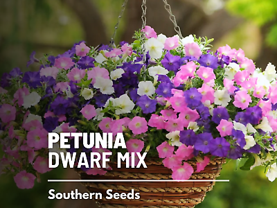 #ad Petunia Dwarf Mix 250 Seeds Beautiful flower mix Petunia nana compacta $1.95
