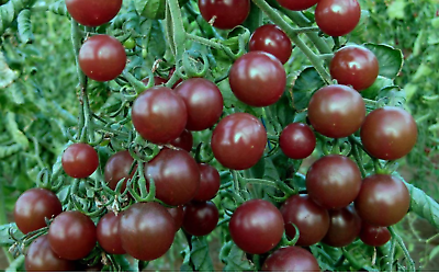 #ad 30 Chocolate Cherry Tomato Seeds Super Sweet Heirloom Organic RARE $2.88