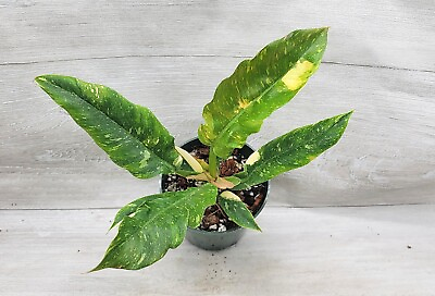 #ad Variegated Philodendron NARROW Ring of Fire in 3quot; pot $19.00
