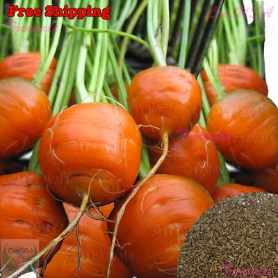 #ad Parisian Carrot Seeds Daucus Carota Vegetable Seeds $12.28