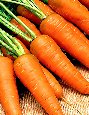 #ad 1000Carrot Seeds Chantenay Red Cored Carrot Non GMO Vegetable Garden Seeds USA $2.39