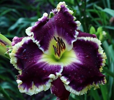 #ad MIDNIGHT CASTLE Daylilies 3 fans Return and multiply yearly World#x27;s Finest $129.95