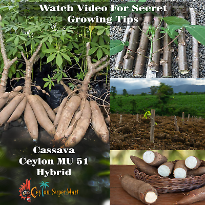 #ad Cassava Yuca Manihot Esculenta Manioc Mu 51 Tapioca Plant Cutting Fresh Stems $9.99