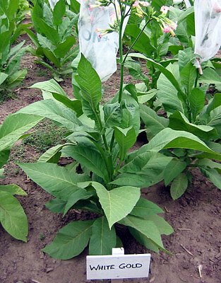 #ad 1000 White Gold Tobacco Seeds Heirloom Non GMO Nicotiana Tabacum Fast Grow $3.99