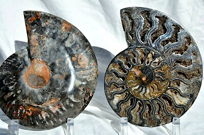 #ad RARE 1 n 100 BLACK Ammonite Cut PAIR Deep Crystals XXXLG 7.2quot; 183mm 9934ou $224.99