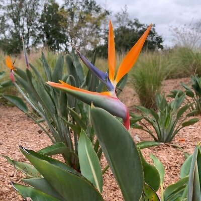 #ad Orange Bird of Paradise Strelitzia reginae Live Plant $18.99