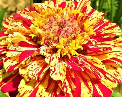 #ad Zinnia Seeds Peppermint Stick 100 Seeds NON GMO BUY 4 GET FREE SHIPPING $0.99