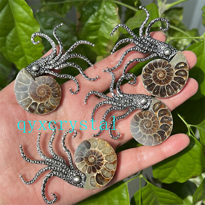 #ad Natural Ammonite Fossil Conch Specimen Reiki Healing Brooch 1PC $12.19