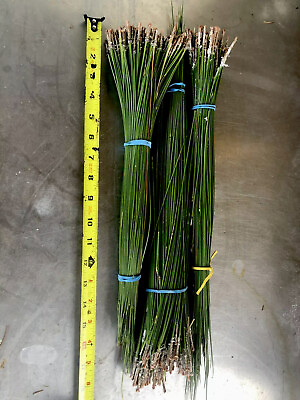 #ad Florida Grown Red Long Pine Needles 20 Ounces $9.99