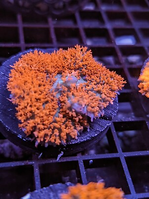 #ad #ad WYSIWYG Ultra Red Saint Thomas Bounce Mushroom OG Multicolor Live Coral LPS SPS $84.99