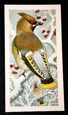 #ad BOHEMIAN WAXWING Vintage Colour Card GBP 3.99