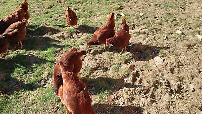#ad 12 Pure Bred Rhode Island Red Fertile Hatching Eggs $19.99
