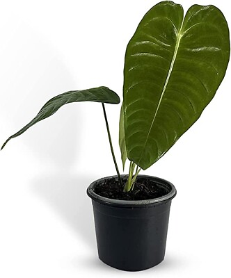 #ad Anthurium Veitchii Type by LEAL PLANTS ECUADOR Green Live House Plants $65.00