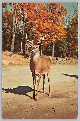 #ad Animal Deer In Road In Autumn Vintage Postcard $1.35