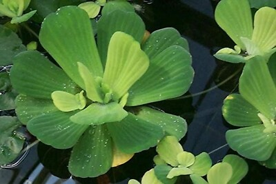 #ad 8x Medium Water Lettuce Plants 4in Live Aqua Plant Floating Koi Pond $14.98
