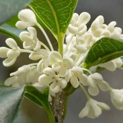 #ad Fragrant Tea Olive Plant Osmanthus Fragrans Indoor Outdoor Flower 1Q Container $109.95