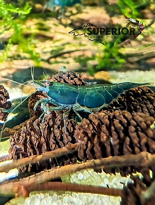#ad #ad 102 Green Jade Freshwater Neocaridina Aquarium Shrimp 100% Live Guarantee $39.99