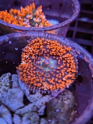 #ad WYSIWYG Ultra Red Saint Thomas Bounce Mushroom OG Multicolor Live Coral LPS SPS $99.99