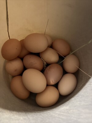 #ad Hatching Eggs mix of hatchery and heritage rhode island red $20.00