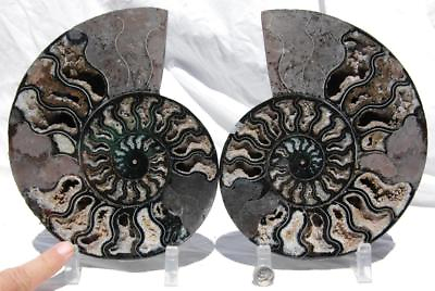 #ad RARE 1 n 100 BLACK Ammonite PAIR Deep Crystal 110myo FOSSIL XL 205mm 8.2quot; 1441xx $329.39