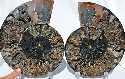 #ad RARE 1 n 100 BLACK Ammonite Pair Deep Crystals XXXLRG 8.7quot; 110myo 214mm 9210pp $350.99