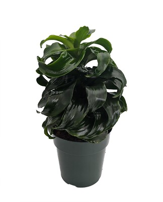 #ad Twister Dragon Tree Dracaena fragrans 6quot; Pot Easy to Grow House Plant $21.99