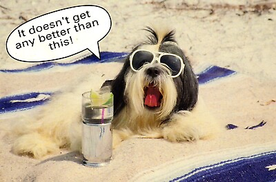 #ad It Doesn#x27;t Get Any Better Than This It#x27;s Just Dog Gone Great Postcard $1.99