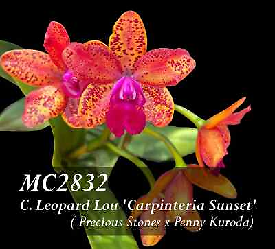 #ad Compact Cattleya . C. Leopard Lou #x27;Carpinteria Sunset#x27; $39.95