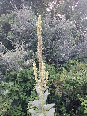 #ad 150 Seeds Great Mullein Verbascum thapsus Heirloom Fresh from 2023 Harvest $2.79