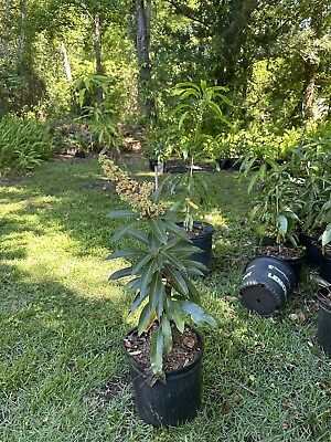#ad MANGO TREE GRAFTED 3 Gallon Pot . From Florida Top Producer $59.99