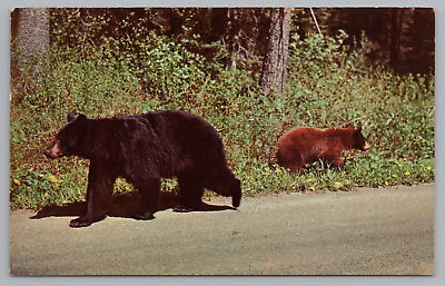 #ad Postcard Mother Bear and Her Cub Greetings From Roxbury New York Unposted $4.75