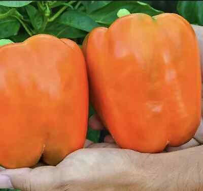 #ad 10 Orange King Bell Pepper Seeds Sweet Heirloom Organic NON GMO FRESH $2.48