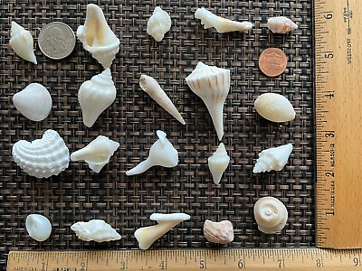 #ad Set of 20 South Florida Seashells $4.95