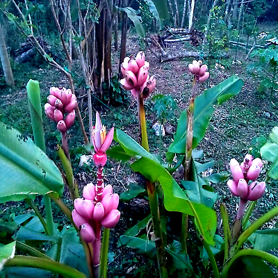 #ad 10 Pink Dwarf Banana Tree Fruit Plant Seeds Musa velu. Rare Fast Hardy Zone 7b $6.95
