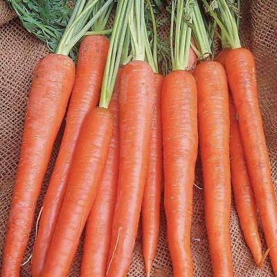 #ad Imperator 58 Carrot Seeds 1000 Vegetable Garden Heirloom NON GMO FREE SHIPPING $1.99