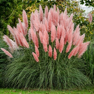 #ad 1 Pink Pampas Grass Starter Plants ME 1 plant $13.99