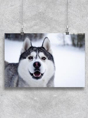 #ad Husky In The Snow Close Up Poster Image by Shutterstock $25.99