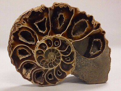 #ad Very nice Cut Nautilus specimen fossil lovely detailed chambers $105.49