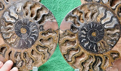 #ad RARE 1n100 BLACK Ammonite Pair Deep Crystals 228mm XXXLRG 9.0quot; 110myo a3888uy $305.99