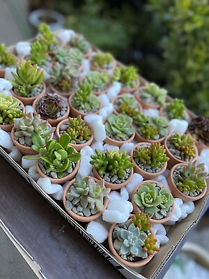 #ad 25 Assorted Succulent Cuttings 25 Varieties for Party Favor CUTTINGS ONLY $22.00