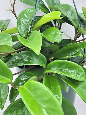 #ad Hoya Carnosa live rare house plants in 3 inch nursery planted pot $11.99