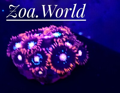 WWC Blue Steel Zoa Zoanthid 4 Polyp Frag Free Shipping on orders over $70 $24.99