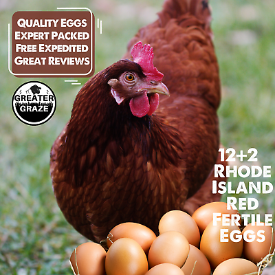 #ad #ad 122 Rhode Island Red Hatching Eggs: Fresh Fertile Free Range Unmixed Natural $39.98
