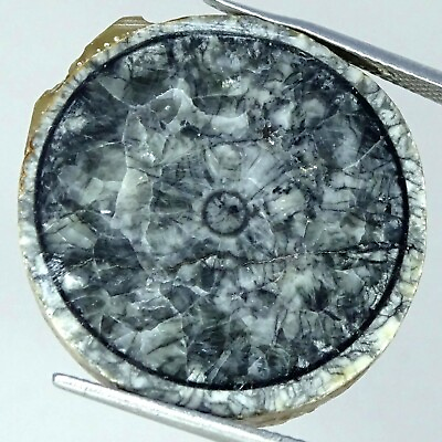 #ad Natural Orthoceras fossil Gemstone 31.80 Cts Loose Oval Slice Africa 26X28X4MM $11.27