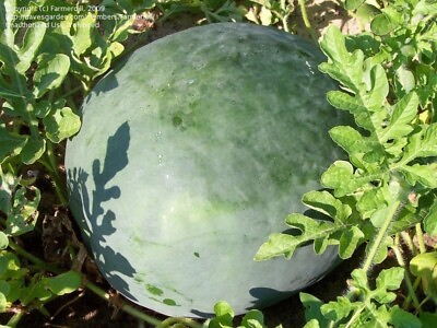 #ad 24 Florida Giant Watermelon Seeds Heirloom Non GMO ORGANIC RARE FRESH $3.98