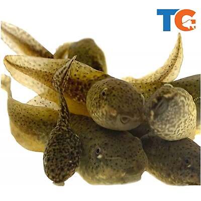 #ad Toledo Goldfish LIVE Bullfrog Tadpoles $80.00