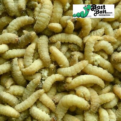 #ad Live Waxworms Wax worms Fishing Reptile Feeders Free Shipping $52.99