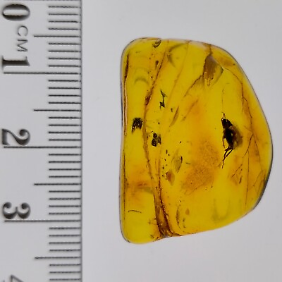 #ad Baltic Amber Raw polished gemstone with three bugs 21.75ct Australian Stock AU $69.00