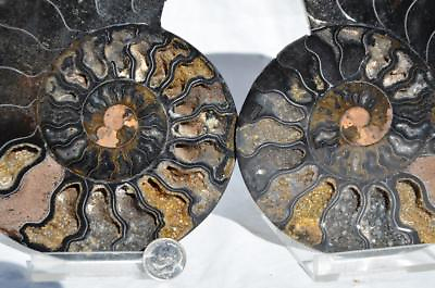 #ad RARE 1n100 BLACK Ammonite PAIR Deep Crystals 110myo FOSSIL XXL 153mm 6.1quot; 9314xx $111.99